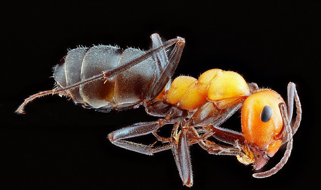 Ant Control service in Glen Burnie, MD