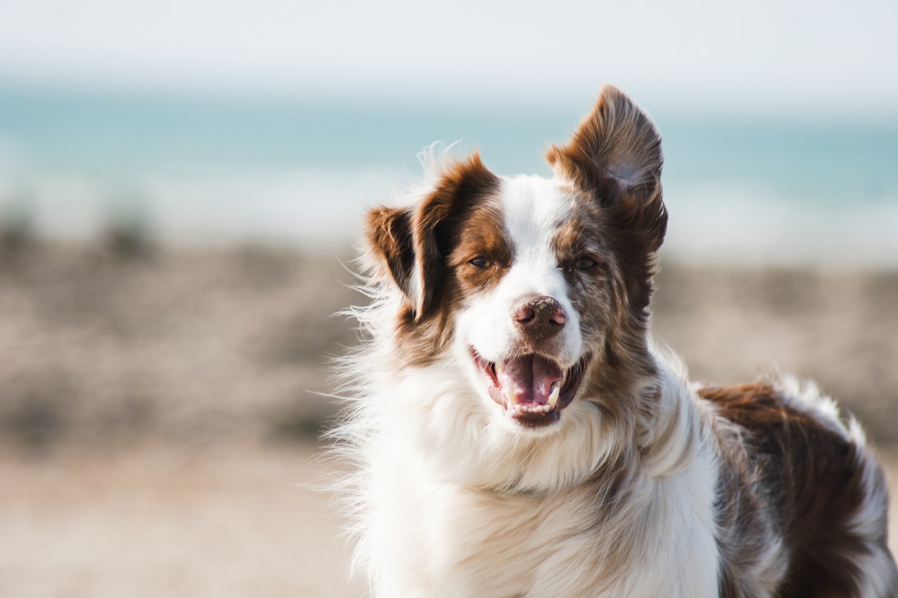 Flea & Tick Control service in Glen Burnie, MD