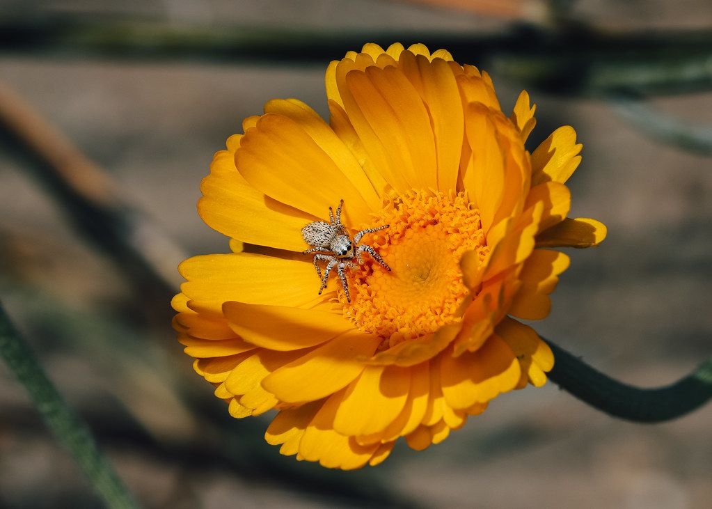 Spider Control service in Glen Burnie, MD
